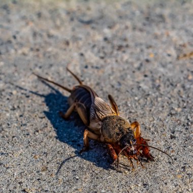 Büyük kahverengi hamamböceği.