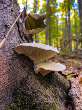 Ormanda mantar, sonbahar arka planı.