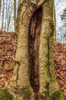 Makro, akro fotoğraf, Hayvanlar, Doğa, Evcil Hayvanlar, Üre, Doğu Avrupa, Romanya