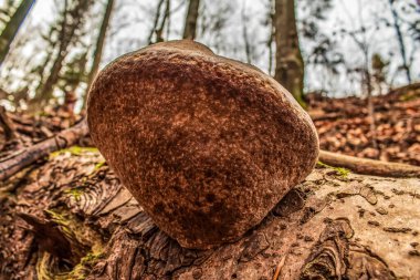 Ormanda büyük bir taş..