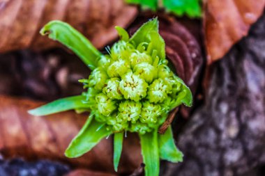Güzel botanik fotoğrafı, doğal duvar kağıdı.