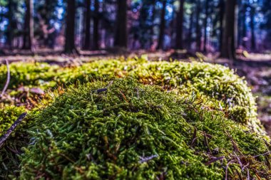 Ormandaki ağaçta yosun.