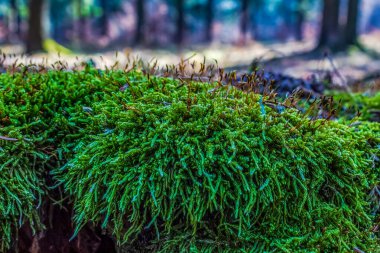 Yakın - yerde yosun ve liken manzarası