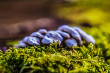 Yosun kaplı bir ağacın yakın çekimi.