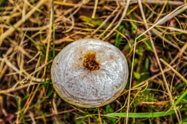Yeşil bir bitkinin yakınında.