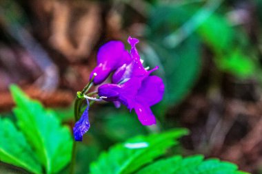 Ormanda mor çiçekler