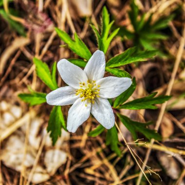 Ormandaki güzel beyaz şakayık çiçeği