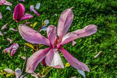 Bahçede çiçek açan pembe manolya.