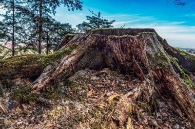 Yosun dolu ağaç gövdesi