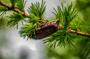 Ağaç dalında çam kozalakları