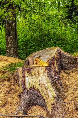 Ormandaki ağaç kütüğü
