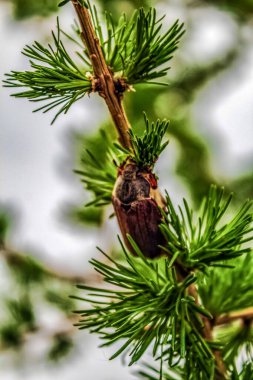 İğneli güzel çam dalının yakın görüntüsü