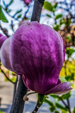 Manolya Çiçek Bahçe