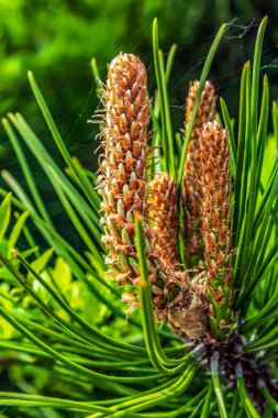 Ormandaki ağaçta çam kozalakları.