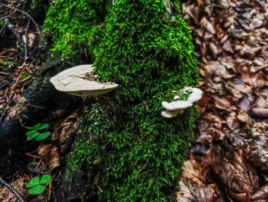 Ormanda bir ağaçta yetişen mantar