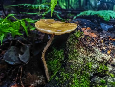 Küçük mantarlı yeşil bir ağacın yakın çekimi.