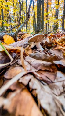 Ormanda sonbahar yaprakları ve mantarlar
