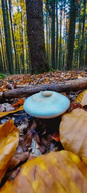 Düşen Yapraklarla Sonbahar Ormanı