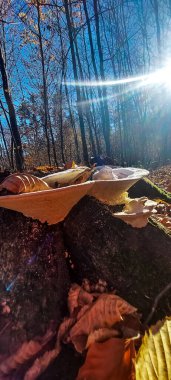 Ağaçlar ve yapraklarla dolu sonbahar ormanı