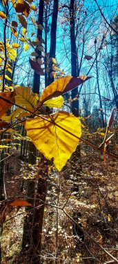 Ormanda sonbahar manzarası