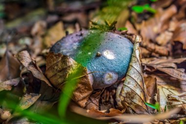 Ormandaki yeşil bir yaprağa yaklaş..