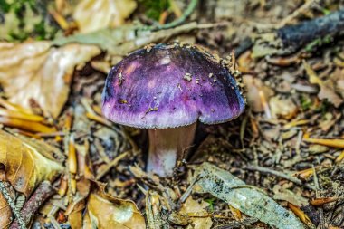 Ormandaki mantarları kapatın. Ormanda mantar