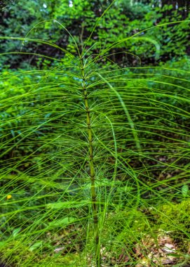 Güzel botanik fotoğrafı, doğal duvar kağıdı.