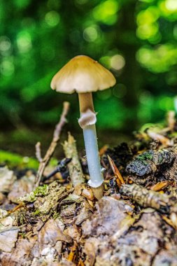 Ormanda mantar, yakın çekim