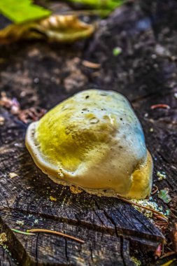 Ormandaki bir kütükte sarı mantar