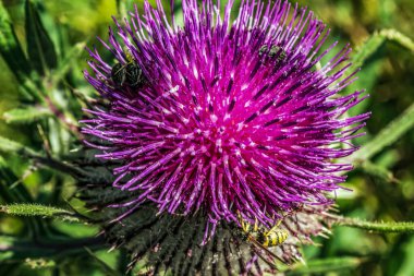 çiçekli mor devedikeni.