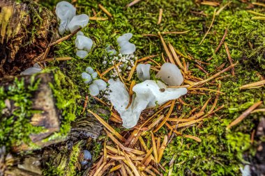 Yosun üzerinde büyüyen beyaz mantar.