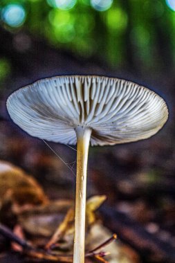 Orman zemininde beyaz sinek agariği