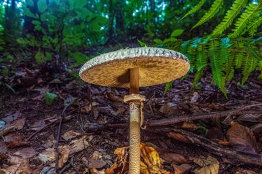 Tayland 'da ormanda mantar yetişiyor..
