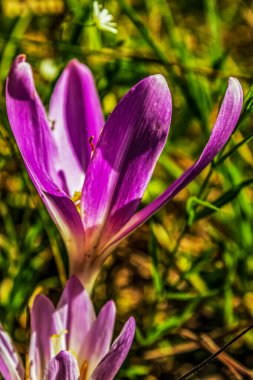 Bahçedeki güzel çiçekler