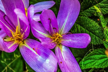 Mor renkli çiçek, yeşil yapraklı güneş ışınları altında bir bahçede.