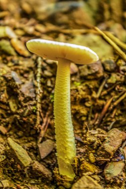 Sarı ve sarı sonbahar mantarı ormanda yerde yetişiyor.