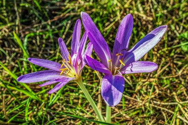 Ormanda tarla faresi