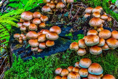 Ağaçta bir grup yabani mantar.