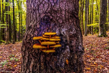 Ormandaki ağaçta mantar