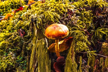 Ormandaki ağaçtaki yosunları kapatın.