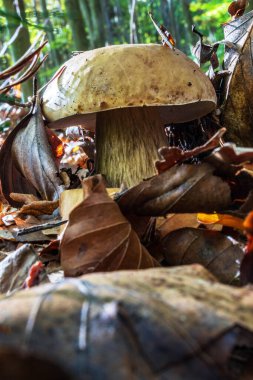 yakın - sonbahar mantarları