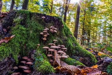 kütük üzerinde mantar