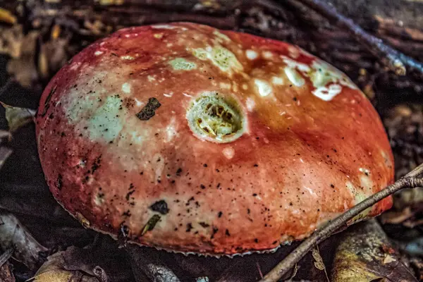 Ormandaki bir mantarı kapat.