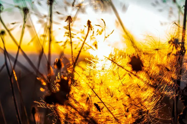 autumn grass in a forest