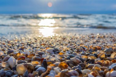 Sahilde deniz kabukları