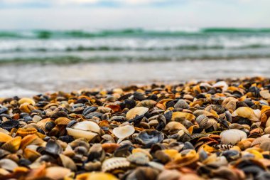 Sahilde güzel bir deniz kabuğu