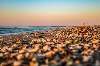 Sahilde beyaz çiçekler