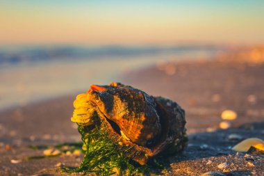 Sahildeki deniz kabuklarının yakın çekimi.