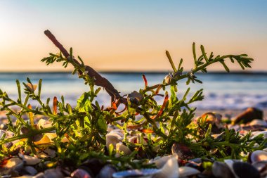 Güzel sahil ve tropikal deniz.
