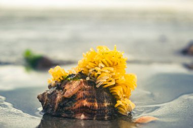 Kumsalda deniz kabukları ve çiçek.